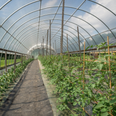Plastika Kritis EVO IR/AC® 8-Layer 6 mil Greenhouse Film